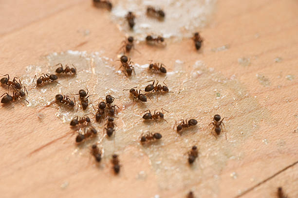 Best Local Pest Control Services  in Matamoras, OH