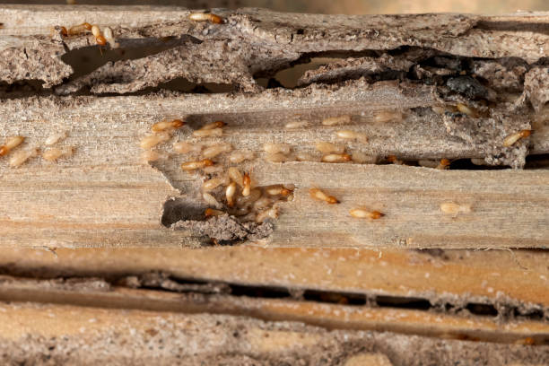 Best Residential Pest Control  in Matamoras, OH